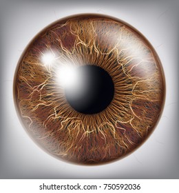 Eye Iris Realistic Vector. Anatomy Concept Illustration