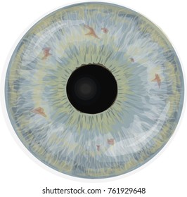 Eye iris -  Realistic vector  - Eye iris vector texture - Light blue