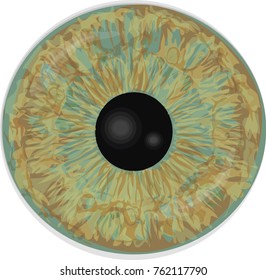 Eye iris -  Realistic vector  - Eye iris vector texture 