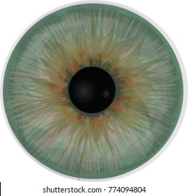 Eye iris -  Realistic vector  - Eye iris vector texture - Grey eye