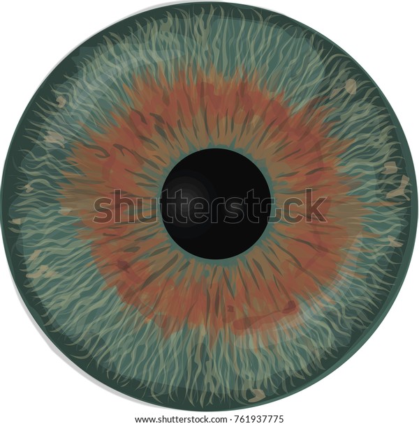 Eye Iris Realistic Vector Eye Iris 스톡 벡터(로열티 프리) 761937775 | Shutterstock