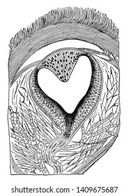 Eye of a Lizard where the eye is located in the middle of the dorsal side of the head and is covered by the translucent scaled, vintage line drawing or engraving illustration.