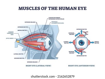 Músculos oculares descripción anatómica detallada con diagrama de esquema de lente médica. Esquema de anatomía educativa etiquetado y ilustración de vectores de partes interiores laterales o anteriores. Rectus, nervio u oblicuo