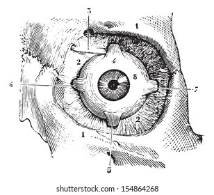 Eye muscles and fascia orbitofrontal palpebra eye, vintage engraved illustration. Usual Medicine Dictionary - Paul Labarthe - 1885.