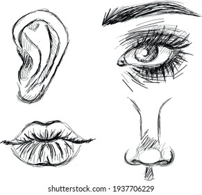Eye, nose, lips, ear, original hand drawn sketch art