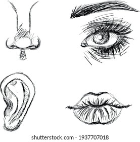 Auge, Nase, Lippen, Ohr, handgezeichnet
