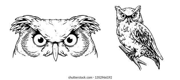 eye of owl vector