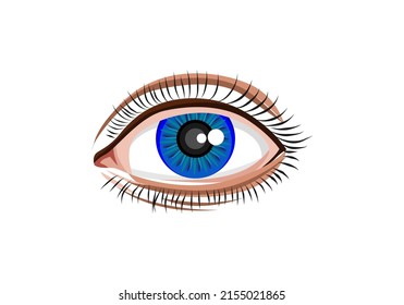 Eye Realistic Eyeball Vectors Premium Design Art Graphic
