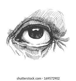 Eye. Realistic vector illustration. Hand drawn.
