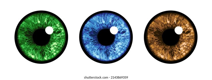 Eye Set - Vector Illustration