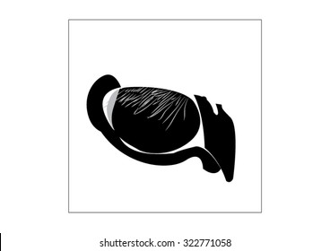 eye symbol zoo