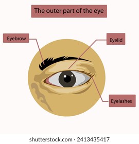 Eye vector. Vector of the outermost parts of the eye