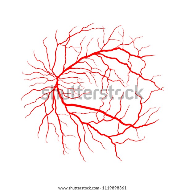 白い背景に眼静脈系x線血管造影ベクター画像デザイン のベクター画像素材 ロイヤリティフリー