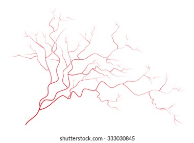 eye veins, human red blood vessels, blood system.  Vector illustration isolated on white background