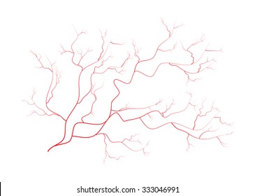 eye veins, human red blood vessels, blood system.  Vector illustration isolated on white background