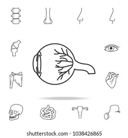 Eyeball anatomy icon. Detailed set of human body part icons. Premium quality graphic design. One of the collection icons for websites, web design, mobile app on white background