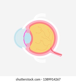 eyeball anatomy, internal organs body part nervous system, health care concept, vector illustration cartoon flat design clip art