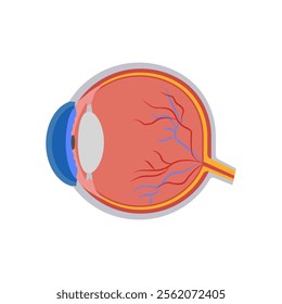 Eyeball, Human Body Part Illustration