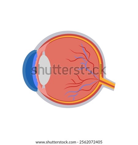 Eyeball, Human Body Part Illustration