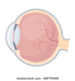 Eyeball icon in cartoon style isolated on white background. Organs symbol stock vector illustration.