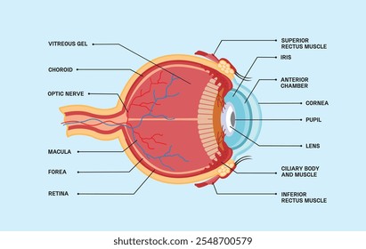 Recorte de icono de globo ocular en estilo plano. Ilustración del órgano de visión