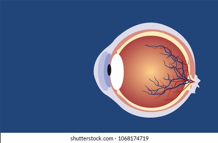 Eyeball side cut illustration vector