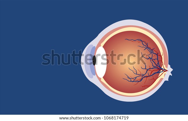 167,915 눈알 이미지, 스톡 사진 및 벡터 | Shutterstock