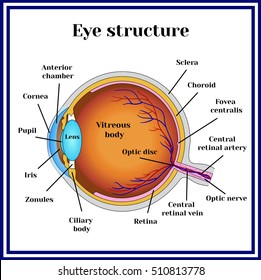 Eyeball structure.