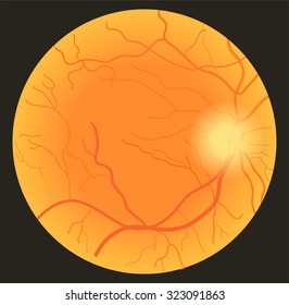 eyeball. vector illustration