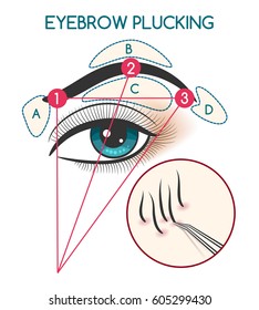 Eyebrow plucking vector illustration. Tweezing eyebrows diagram with eye and brow