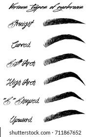 Eyebrow shapes. Various types of eyebrows.