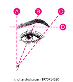 Eyebrow tutorial on detailed eye. Hand-drawn illustration in vector.beauty template