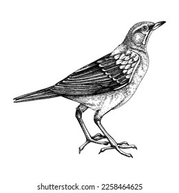 Eyebrowed thrush vector sketch. Hand-drawn wildlife illustration in engraved style. Brown bird drawing isolated on white background. Black and white animal drawing for print, poster, card, and cover.