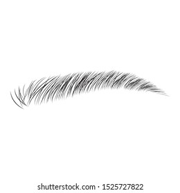 eyebrows hand drawn vector illustration