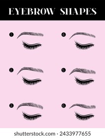 Eyebrows Shapes Illustration for Brows Artists
