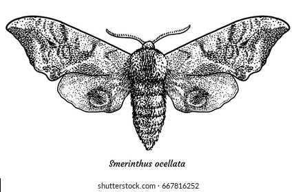 Eyed hawk-moth illustration, drawing, engraving, ink, line art, vector