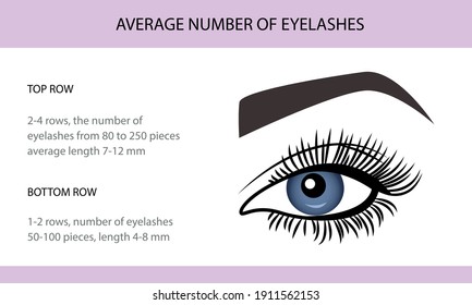 Eyelash Extension Guide. Direction schemes. Tips and tricks for eyelash extension. Infographic vector illustration.