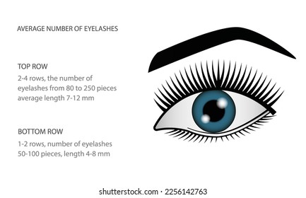 Eyelash Extension Guide. Direction schemes. Tips and tricks for eyelash extension. Infographic