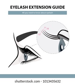 Eyelash extension guide. Eyelashes grow. Eyelid. Side view. Infographic vector illustration. Training poster 