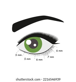 Eyelash extension. Instruction. Lower eyelash extension scheme.
Procedure. Eyelash type and shape. Green eye.