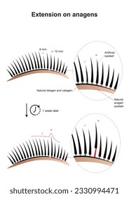 Eyelash extension on anagens. Lashes in anagen stage. Lash techniques