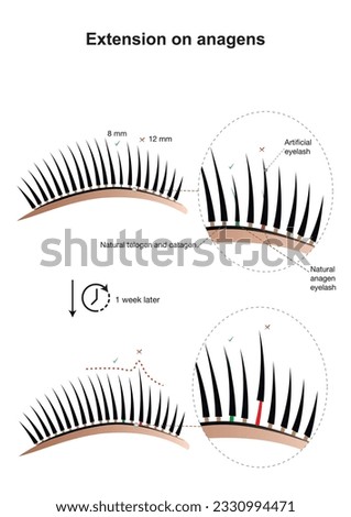 Eyelash extension on anagens. Lashes in anagen stage. Lash techniques