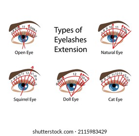 Eyelash Extension types and forms. For Beuty salons. Infographic vector illustration.