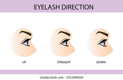 Eyelash growth types, up, down and straight, information for eyelash extension, infographics, vector illustration