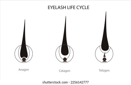 Eyelash life cycle. Eyelash Extension Guide. Infographics