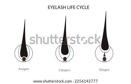 Eyelash life cycle. Eyelash Extension Guide. Infographics