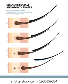 Eyelash Life Cycle and Growth Phases. How Long Do Eyelash Extensions Stay On. Macro Side View. Guide. Infographic Vector Illustration 