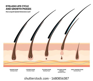 Eyelash Life Cycle and Growth Phases. How Long Do Eyelash Extensions Stay On. Macro, Selective Focus. Guide. Infographic Vector Illustration 
