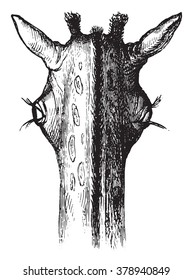 The eyes of the giraffe, vintage engraved illustration. Magasin Pittoresque 1876.