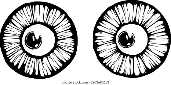 Eyes illustration. Iris decorative image. Circle vector line sketch.